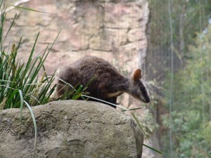 Sydney Zoo